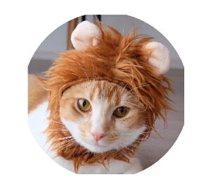 かぶりもの 猫用 ペット服の人気商品 通販 価格比較 価格 Com