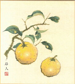 色紙（冬）片山 邦夫作画「柚子」 色紙寸法24.2X27.2cm