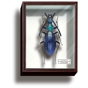 TCGXeNjJ[ hCc }OlbgRNV4 [2.IIITV]ylR|XzΉzyCz