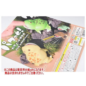 パクっと！バジェットガエル ［DP(台紙) ※商品は含まれません］[250703]【ネコポス配送対応】