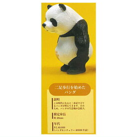 パンダ進化 フィギュアコレクション [1.二足歩行を始めたパンダ]【 ネコポス不可 】【C】