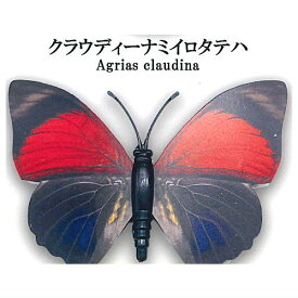 世界の蝶リアルマグネットコレクションVol.1 [4.クラウディーナミイロタテハ]【ネコポス配送対応】【C】