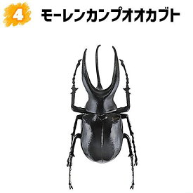 昆虫ハンター カブトムシ×クワガタ 2023 [4.モーレンカンプオオカブト]【 ネコポス不可 】