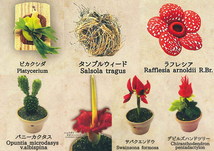 楽天市場】【全部揃ってます!!】世界の奇妙な植物たち [全7種セット  
