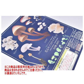 ネイチャーテクニカラーMONO PLUS 光るキノコのマグネット ［DP(台紙)(※裏面のデザインはランダムです) ※商品は含まれません］[250612]【ネコポス配送対応】