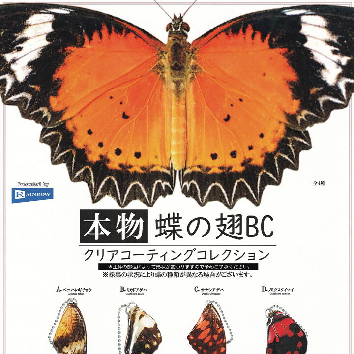 楽天市場】本物 蝶の翅BC クリアコーティングコレクション レインボー 