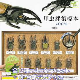 甲虫採集標本 ZOOM 2023ver. エール 【全12種フルコンプセット＋DP台紙おまけ付き】 昆虫採集 虫カゴ風カプセル 虫眼鏡 ミニチュア グッズ フィギュア ガチャガチャ カプセルトイ【即納 在庫品】【数量限定】【フルコンプリート】