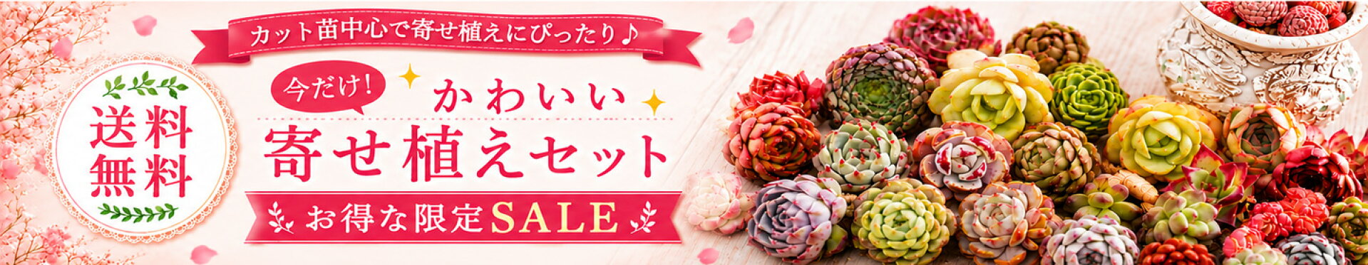 箱詰めぎゅうぎゅう寄せ植えセット