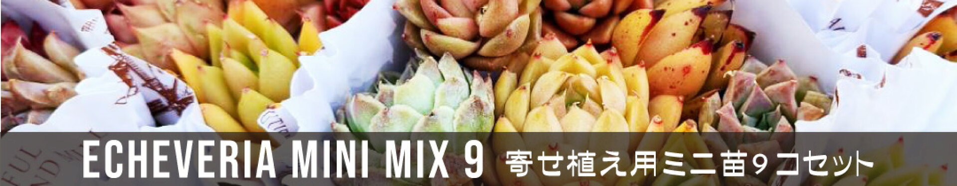 ミニ苗セット