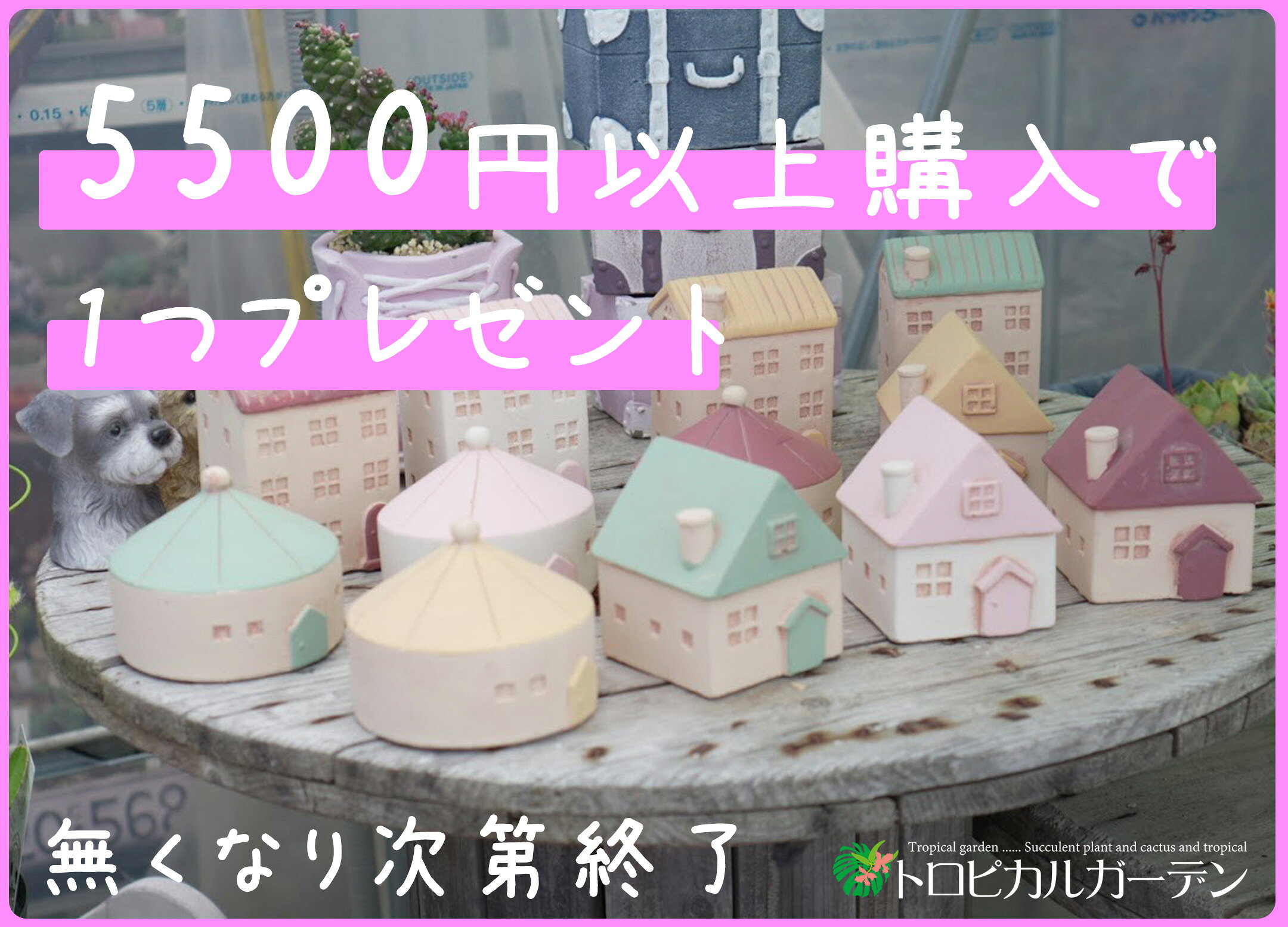 5500円以上購入で1つプレゼント