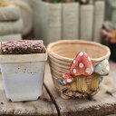 リトキノセット　紫系ミニリトポット2.5号苗＋きのこ鉢セット　多肉植物 おしゃれ 多肉 観葉植物 インテリア 誕生日プレゼント 誕生日 プレゼント ギフト お祝い