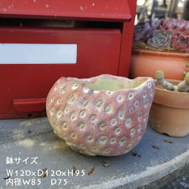 シャンタルシリーズ鉢　LCシリーズ　多肉植物　エケベリア　インテリア　グリーン