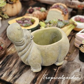 シャンタルシリーズ鉢　LCシリーズ　多肉植物　エケベリア　インテリア　グリーン