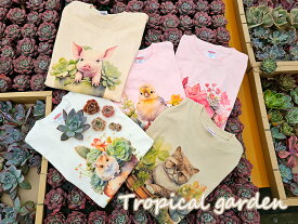 【24日‐27日店内全商品ポイント5倍】オリジナル多肉植物デザインTシャツセット　名札付き苗1つ+オリジナルデザインTシャツ1枚　　観葉植物　多肉植物　Tシャツ　多肉植物デザイン　デザインTシャツ　半袖Tシャツ　多肉デザインTシャツ