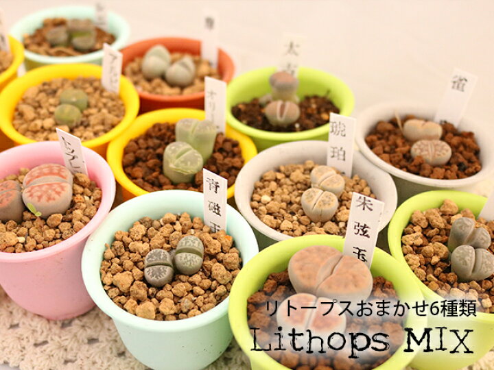 楽天市場 リトープスおまかせ6種類 多肉植物 メセン コノフィツム トロピカルガーデン埼玉