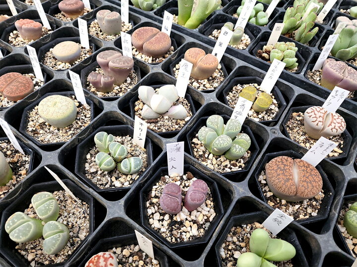 楽天市場 ミニリト15頭プレゼントちょっとリッチなリトープスおまかせ3種類 多肉植物 メセン コノフィツム トロピカルガーデン埼玉