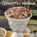 41~80　現物品販売　2026.1.12販売分