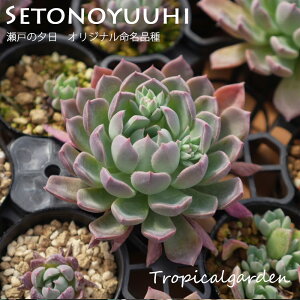 gsJK[fIWizc@GPxA@˂̗[@A@؍Y@ϗtA