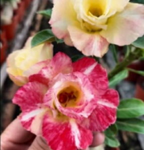 1794@3+1@Chameleon@GPxA@A@ϗtA