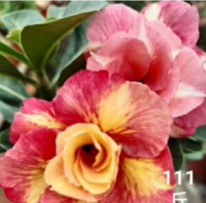 1796@3+1@Cupid@AfjE@A@ϗtA