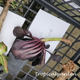 3+1　1927　Dark Night Demon Lord　アエオニウム　多肉植物　韓国産　観葉植物