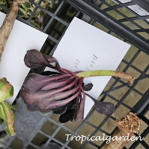 3+1@1927@Dark Night Demon Lord@AGIjE@A@؍Y@ϗtA