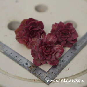 1068@3+1@GPxA@Red Rose silkyVariegata@A@؍Y@ϗtA