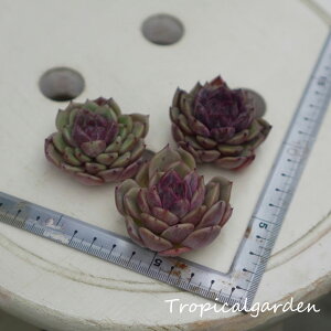 1228@3+1@p[v^[lbgxubh}A@GPxA@A@ϗtA