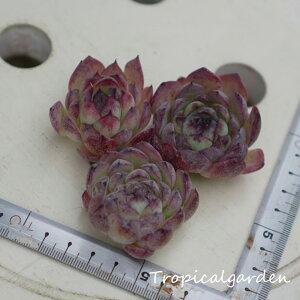 1231 3+1 ブラッククイーン交配種xチワワエンシス交配種 エケベリア 多肉植物 観葉植物