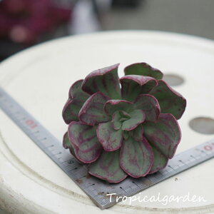 1395@3+1@GPxA@nodulosa curled leaves@A@؍Y@ϗtA