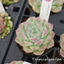 楽天市場】多肉植物韓国苗（観葉植物｜花・観葉植物）：花・ガーデン 