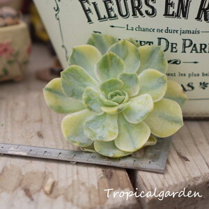 1642@3+1@Blue Surprice var.@GPxA@A@ϗtA