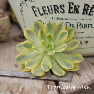 1641@3+1@Moon Fairy var. special@GPxA@A@ϗtA