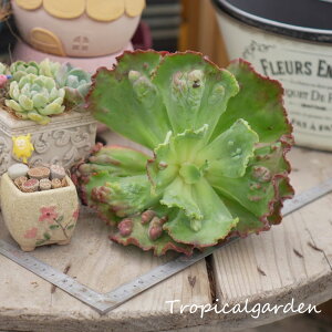 1663@3+1@Crazy dance@GPxA@A@ϗtA