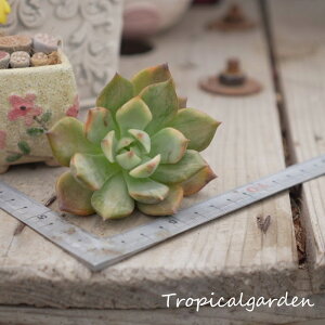 1670@3+1@Echeveria Carmela Variegated@GPxA@A@ϗtA