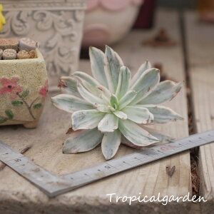 1668@3+1@Hera variegated@GPxA@A@ϗtA