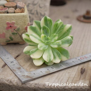 1678@3+1@King Mida Variegated@GPxA@A@ϗtA