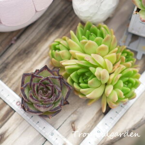 1695@3+1@ebonyWhite Wax@GPxA@A@ϗtA