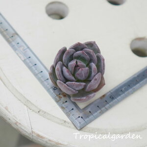 1698@3+1@[GA@GPxA@A@ϗtA