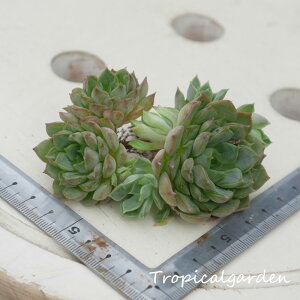 1720@3+1@sNXe@GPxA@A@ϗtA