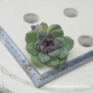 1701@3+1@GWFX^[@GPxA@A@ϗtA