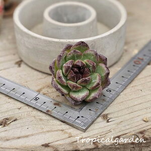 1745@3+1@fB[vtHXg@GPxA@A@ϗtA