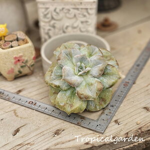 1785@3+1@sNIjLX@GPxA@A@ϗtA