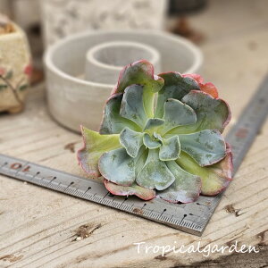 1786@3+1@L~\[@GPxA@A@ϗtA