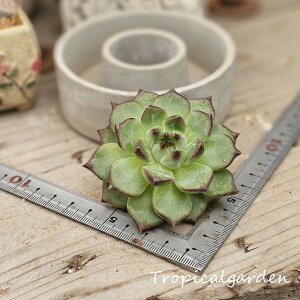 1783@3+1@R[^ u[~O@GPxA@A@ϗtA