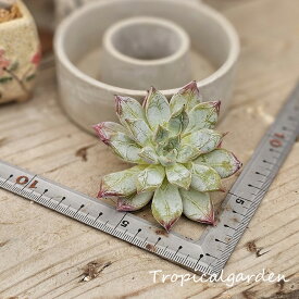 1782　3+1　ペガサス　エケベリア　多肉植物　観葉植物