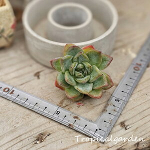 1780 3+1 白粉フロリディティール エケベリア 多肉植物 観葉植物