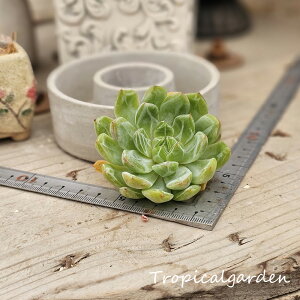 1764@3+1@̉؃[[@GPxA@A@ϗtA