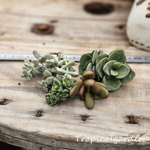 1828 3+1 クラッスラ4種類セット 多肉植物 観葉植物