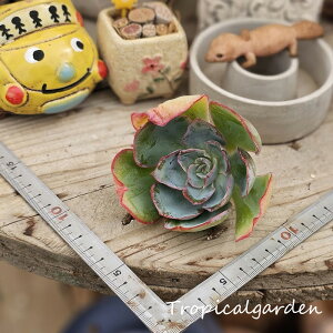 1821@3+1@Lemon Light@GPxA@A@ϗtA